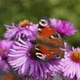 2017.09.26_3 The butterfly Peacock eye (lat. Aglais io) collects nectar from flowers. - VideoHive Item for Sale