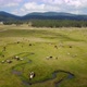 Grassing Cows Beautiful Tranquil Green Land Forest Mountains Drone View - VideoHive Item for Sale