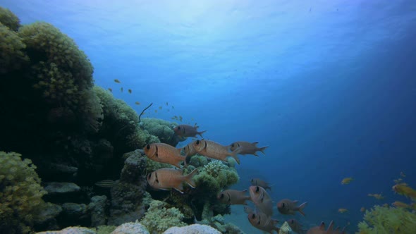 Coral Reef Marine Life