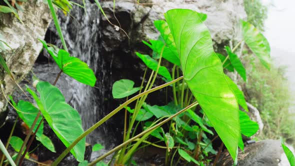 Waterfall Spring with Green Lotus Leafs