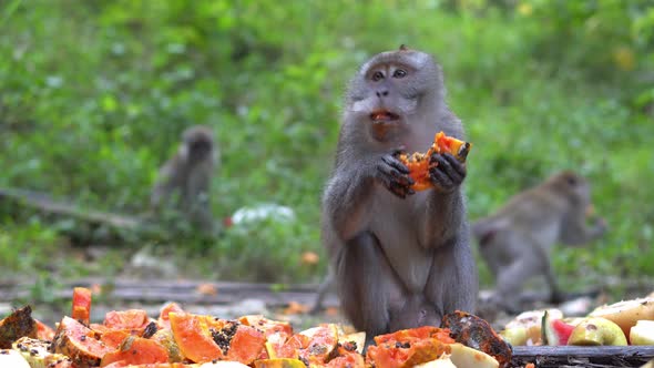Selective focus group of monkeys eat fruit papaya feed by local resident