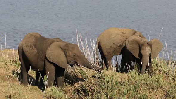 Feeding African Elephants - Kruger National Park