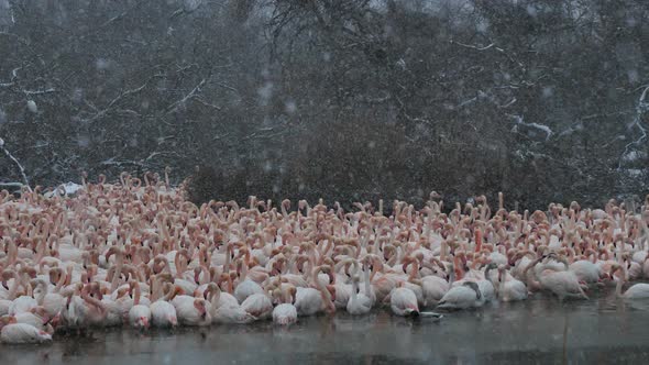 Greater Flamingos, Phoenicopterus roseus,Pont De Gau,Camargue, France