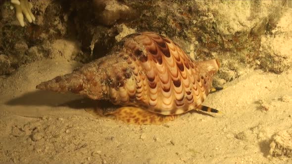 Triton's Trumpet snail (Charonia tritonis) gliding over reef at night in the Red Sea