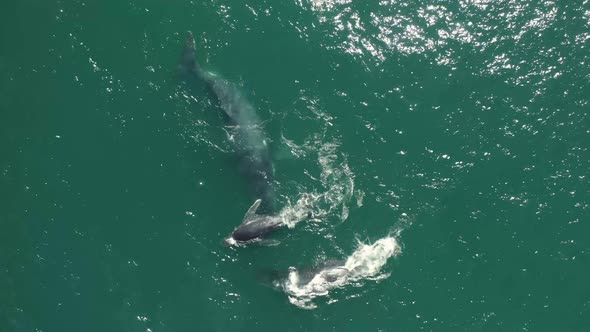 Aerial view of humpback whales.