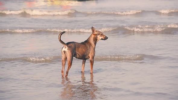 Playful young dogs run on beach, jump and try to catch each other in playful mood. a happy young str