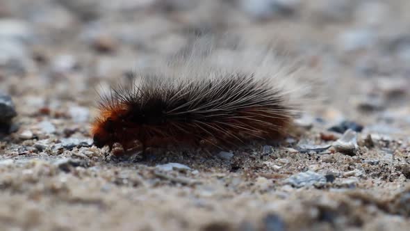 Hairy tiger moth caterpillar walking on the path 