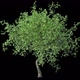 Growing Tree 04 - VideoHive Item for Sale