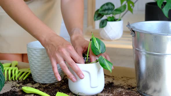 Woman hands transplants a potted houseplant philodendron brasil into a new ground in a white pot wit