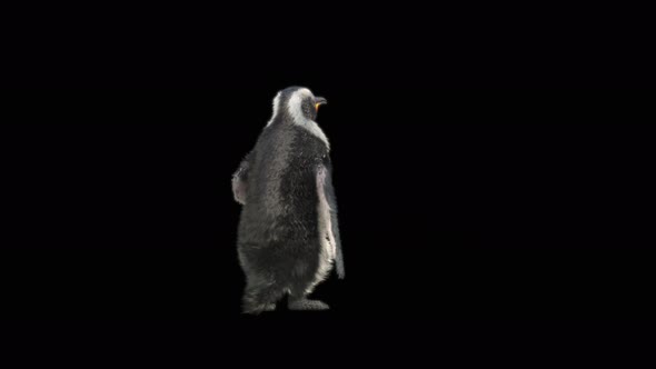 80 Penguin Dancing 4K