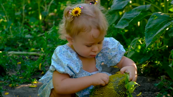 A Child Plays in a Field of Sunflowers