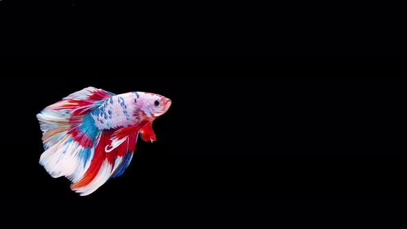 Slow motion of Siamese fighting fish (Betta splendens), well known name is Plakat Thai