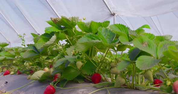 Ripe and Unripe Strawberries Growing at Greenhouse