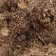 Ant Hill with Ants - VideoHive Item for Sale