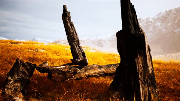 Burnt Tree Logs After Forest Fire