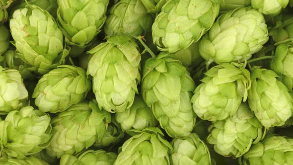 Fresh green beer hops background