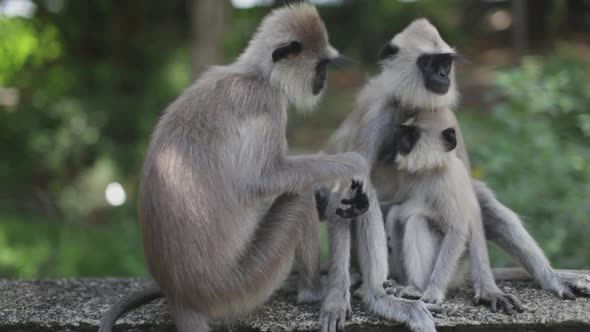 Family of langur monkeys sits together in a wild jungle