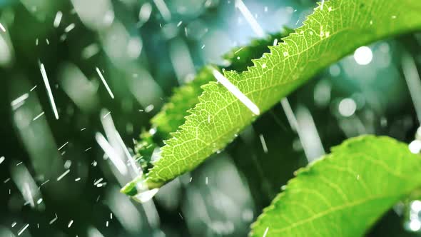 Drops of Rain Fall on the Leaves