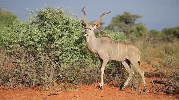 Kudu Bull Feeding On A Tree