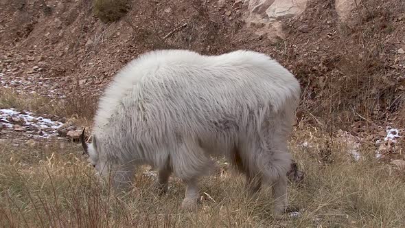 a close up shot of a mountain goat feeding
