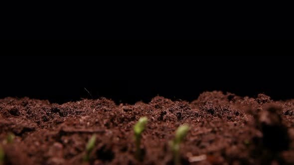 TIME LAPSE - Peas sprouting in soil, studio, black background, wide pan right