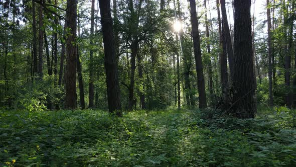 Beautiful Green Forest on a Summer Day Slow Motion