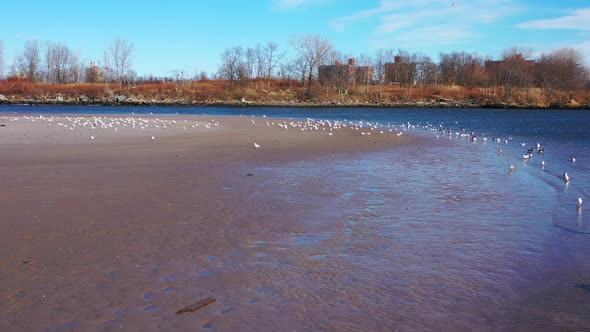 a low drone dolly in towards a flock of seagulls sunbathing on a quiet beach in the morning. The sky