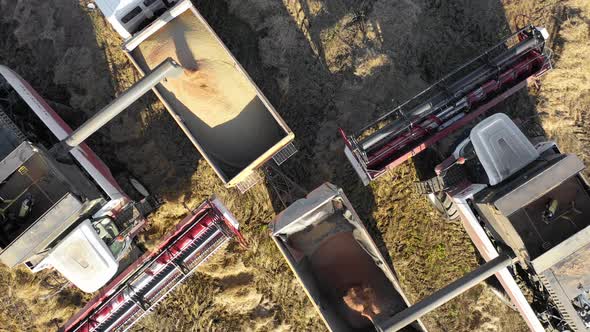 The Harvester Fills the Truck with Harvested Grain