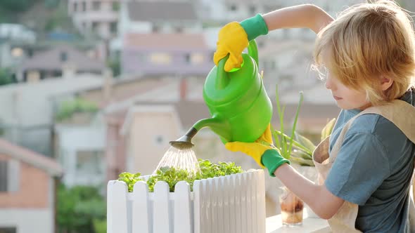 Cute boy take care for self-grown microgreens plants in a box on the balcony on sunny summer day