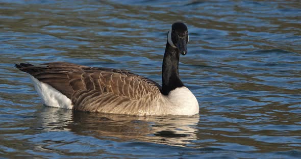 Canada goose, Branta canadensis. Birds swimming on a lake