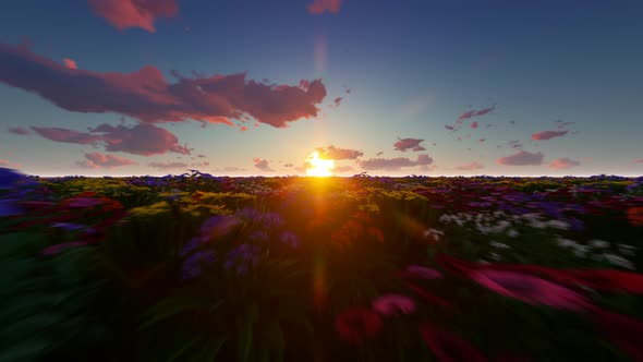 Flowers At Sunset