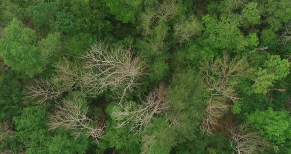 Aerial of Bush Park forest in Houston, Texas