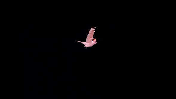 Pink Parrot - Mitchell's Cockatoo - Flying Around - Transparent Loop