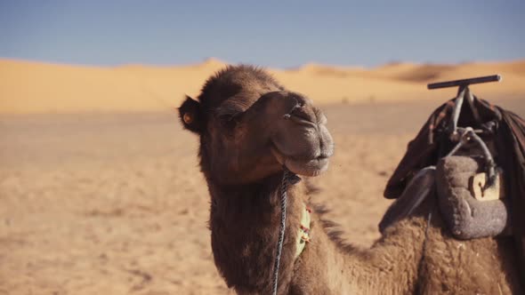 Camel Looking At Camera And Resting In Desert