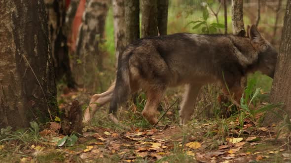 Curious Cub Wolf Canis Lupus Gray Wolf Grey Wolf Sniffing And Running Outdoors In Autumn Day