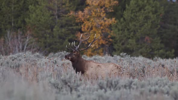 Bull Elk with large antlers walking through a field during Fall