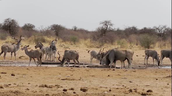 herd of antelope drinking from waterhole