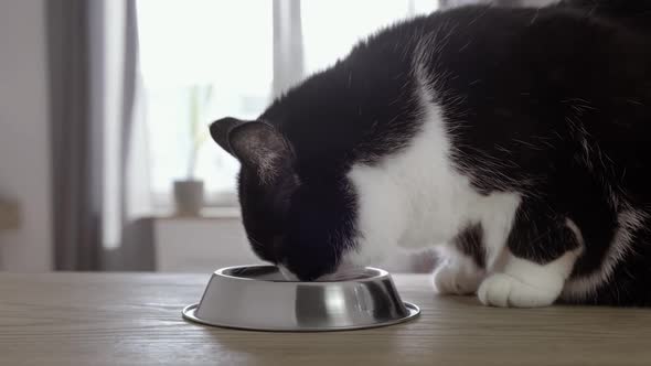 Fluffy Cat Eats Food From a Metal Bowl Closeup in Light Room on Day Time