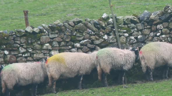 Sheep seeking shelter from the wind and heavy rain behind a dry stone wall in the Yorkshire  Dales U