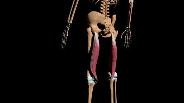 Semitendinosus Muscles On Skeleton