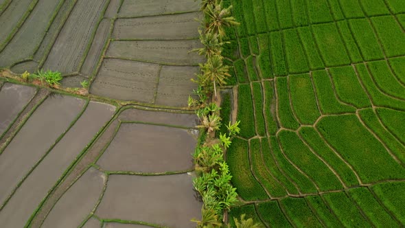 Jatiluwih Rice Terraces Ubud Bali Aerial view from drone.