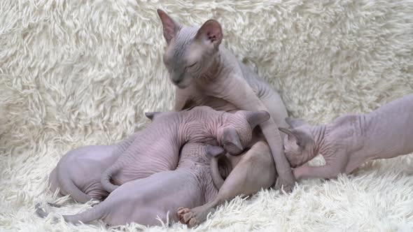 Mother Canadian Sphynx Cat Breed Sitting and Breastfeeding Four Kittens