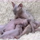 Mother Canadian Sphynx Cat Breed Sitting and Breastfeeding Four Kittens - VideoHive Item for Sale