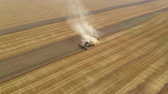 Harvester Harvests Wheat Crop On Field