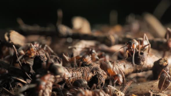 The Work and Life of Ants in an Anthill