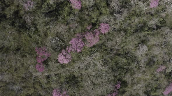 Pink Ype - drone image moving and showing forest with colorful trees looking down