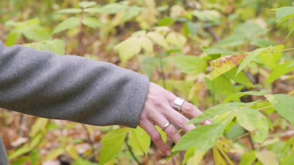 Yellow Autumn Leaf in Hand on a Background of Trees.