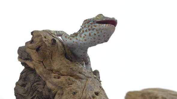 Tokay Gecko - Gekko Gecko on Wooden Snag in White Background. Close Up