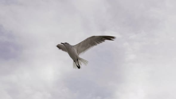 SEAGULLS AND CLOUDS SHOT ON 120 FPS