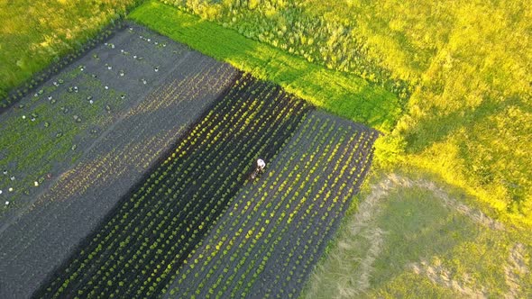 Farmer In The Field